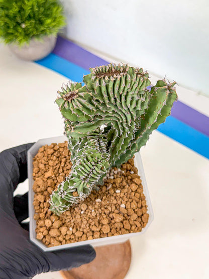 Euphorb Kibwezensis Crested (p) | Rare Plant