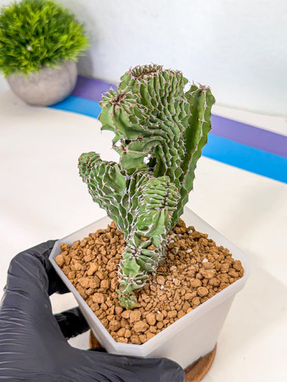 Euphorb Kibwezensis Crested (p) | Rare Plant