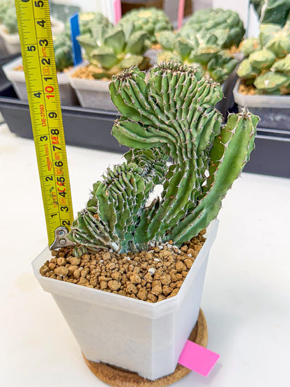 Euphorb Kibwezensis Crested (p) | Rare Plant