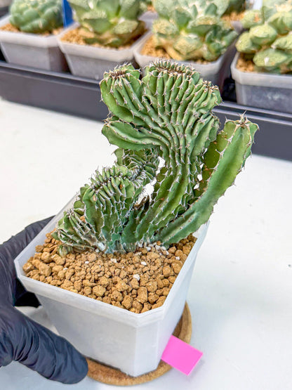 Euphorb Kibwezensis Crested (p) | Rare Plant