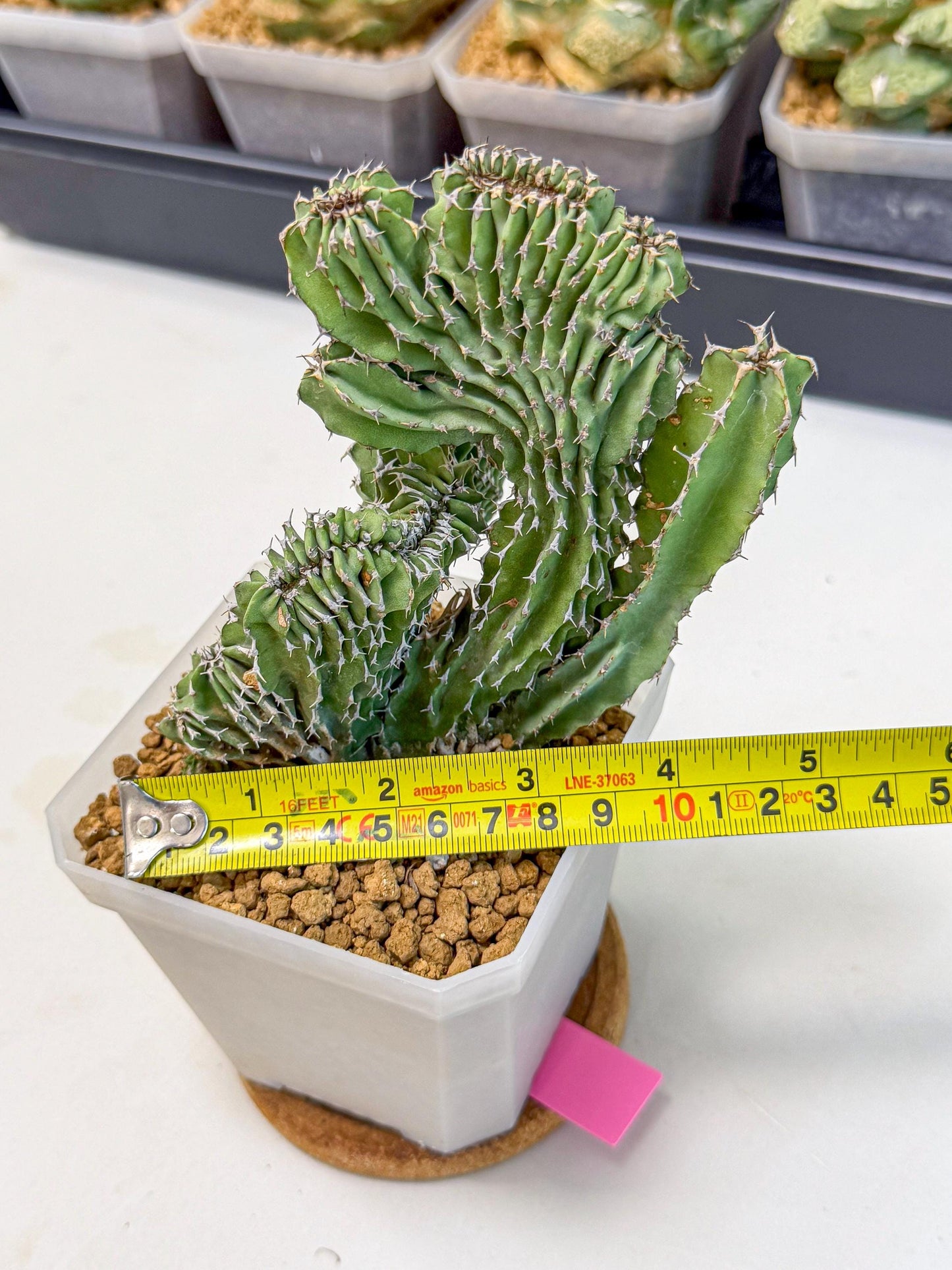 Euphorb Kibwezensis Crested (p) | Rare Plant