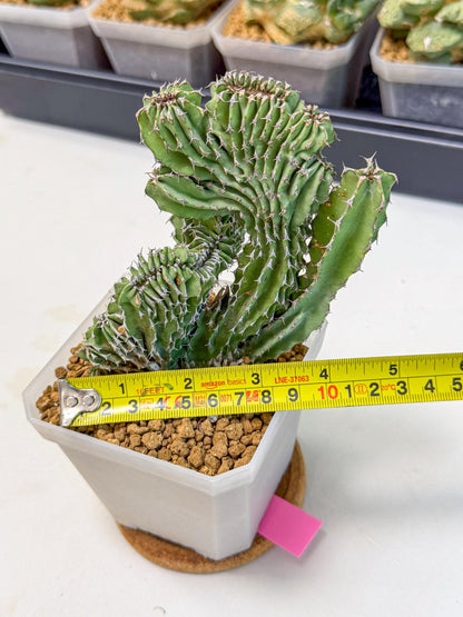 Euphorb Kibwezensis Crested (p) | Rare Plant