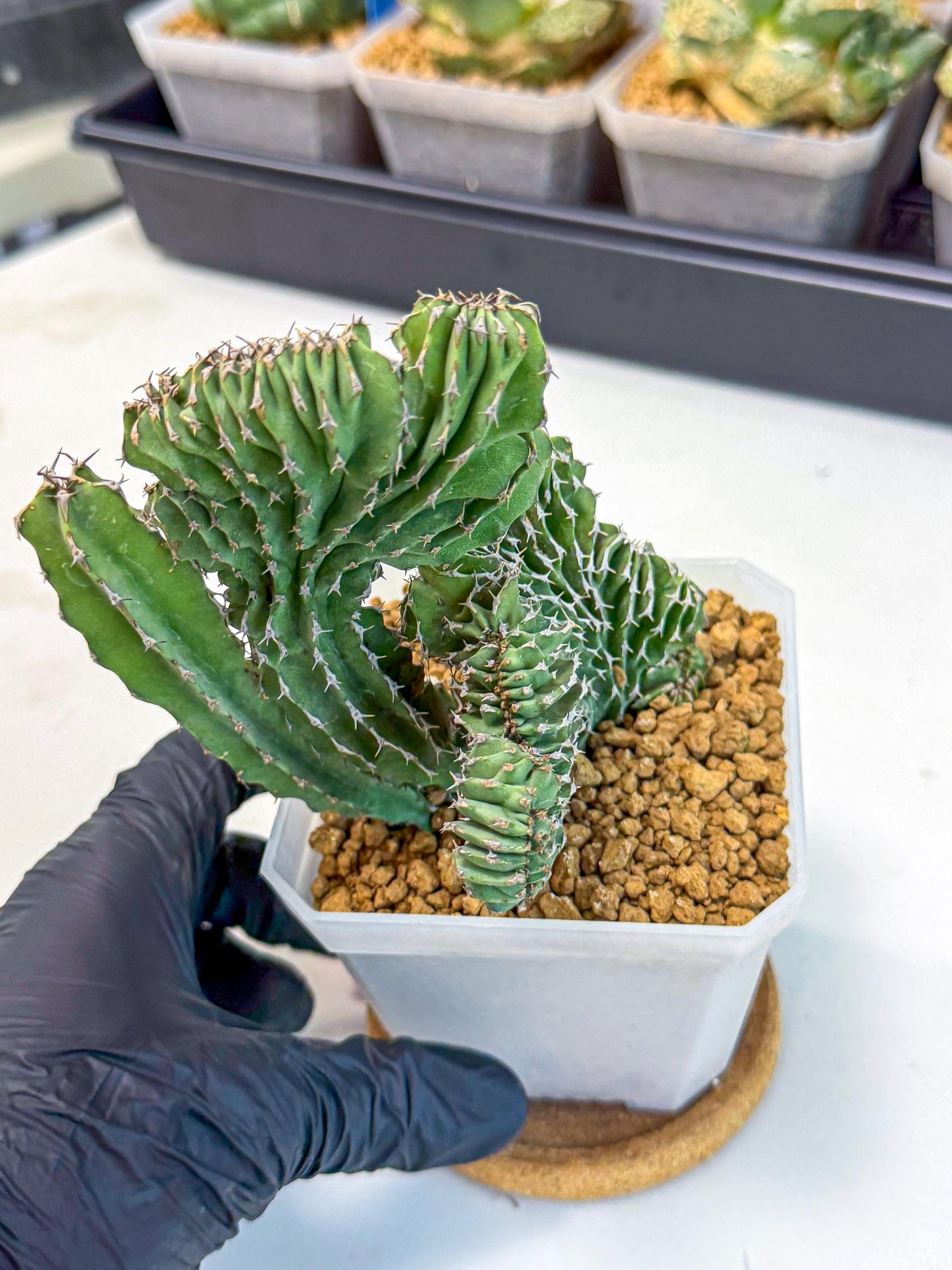 Euphorb Kibwezensis Crested (p) | Rare Plant