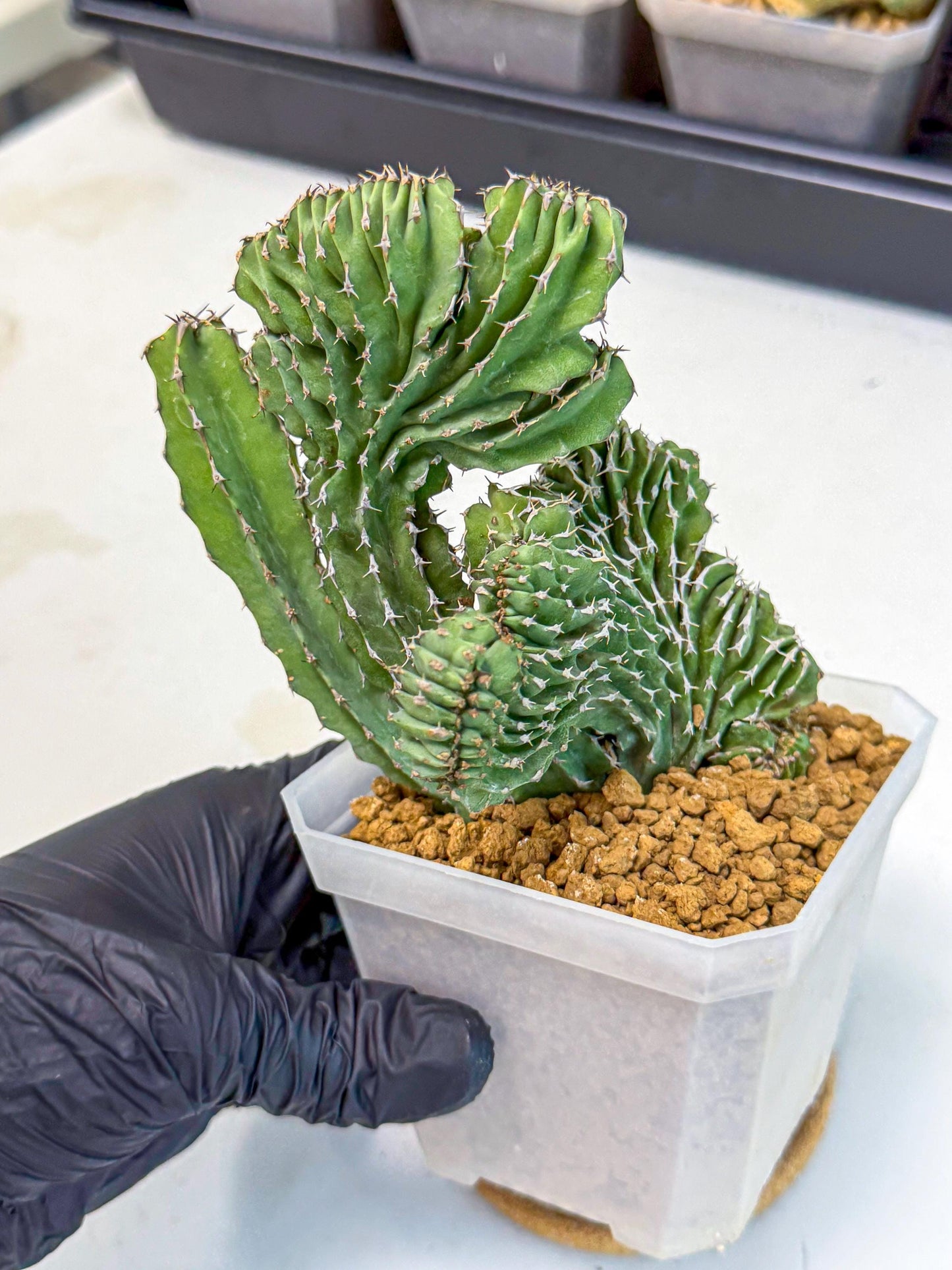 Euphorb Kibwezensis Crested (p) | Rare Plant