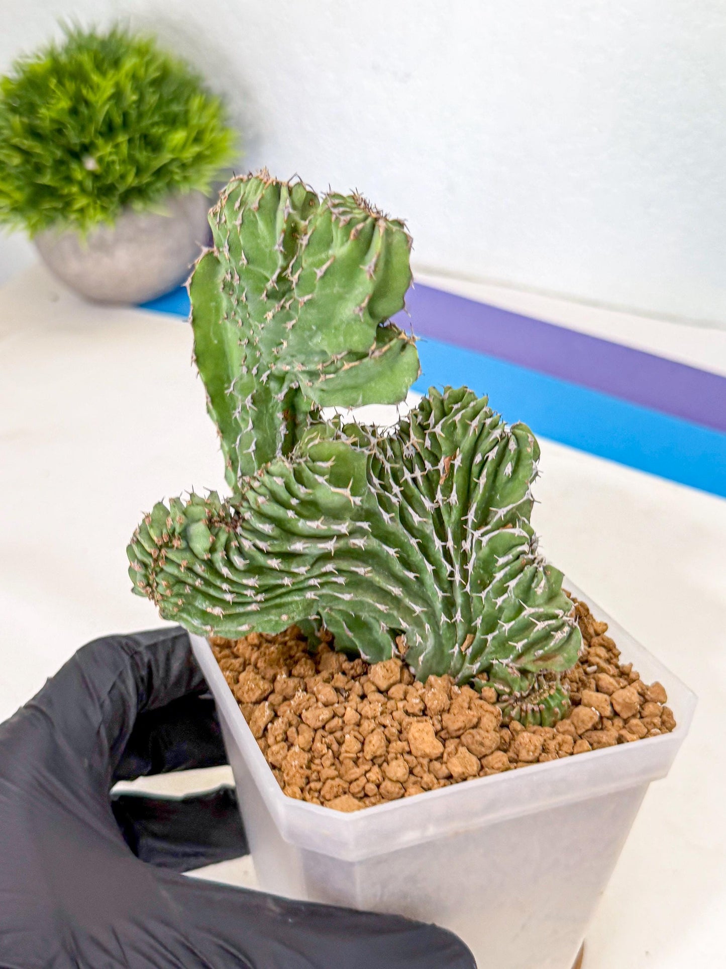 Euphorb Kibwezensis Crested (p) | Rare Plant