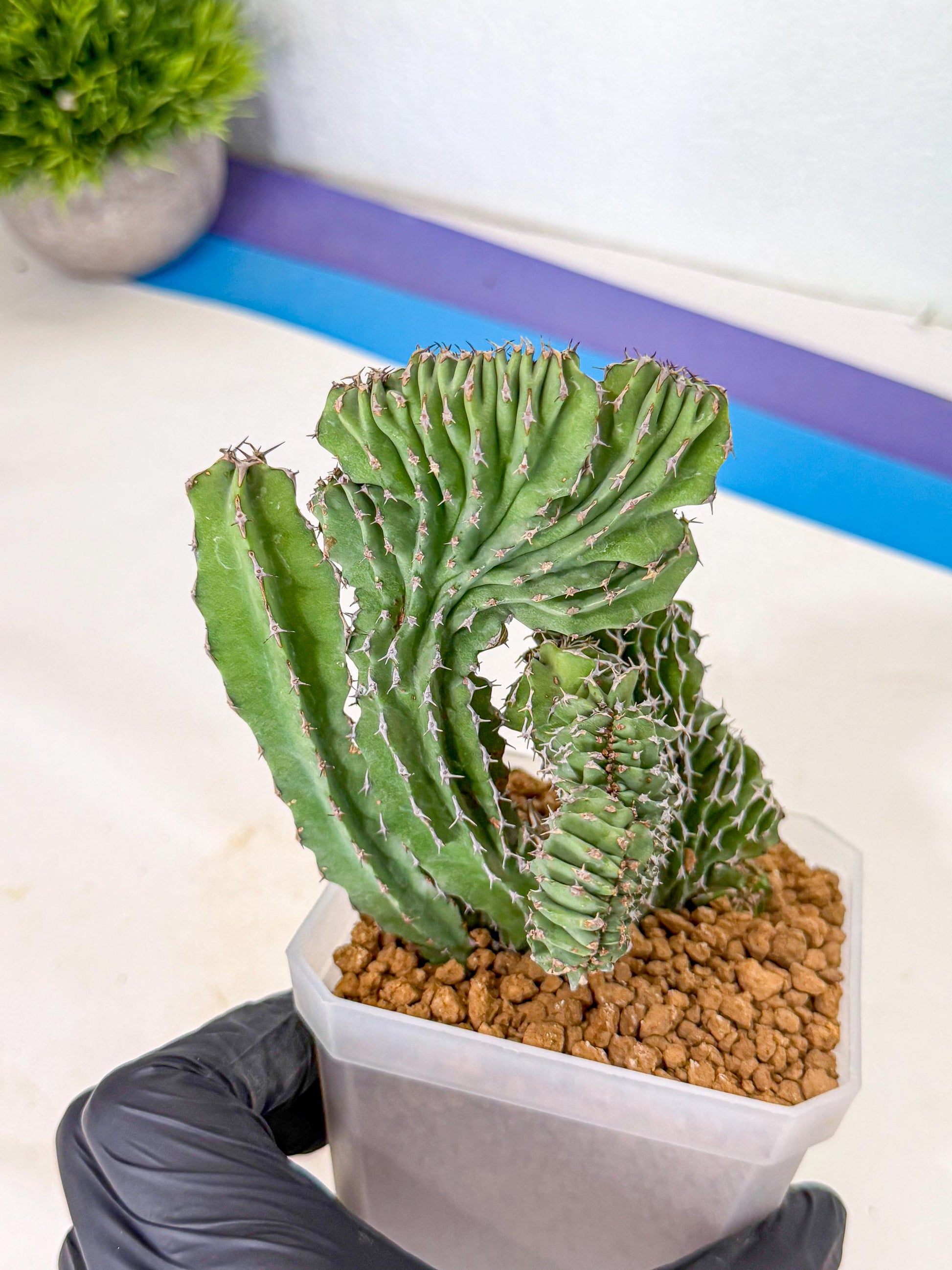 Euphorb Kibwezensis Crested (p) | Rare Plant