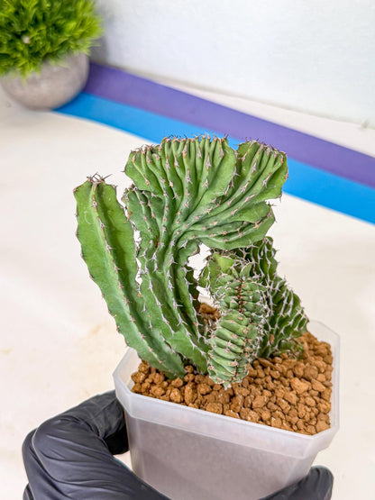 Euphorb Kibwezensis Crested (p) | Rare Plant
