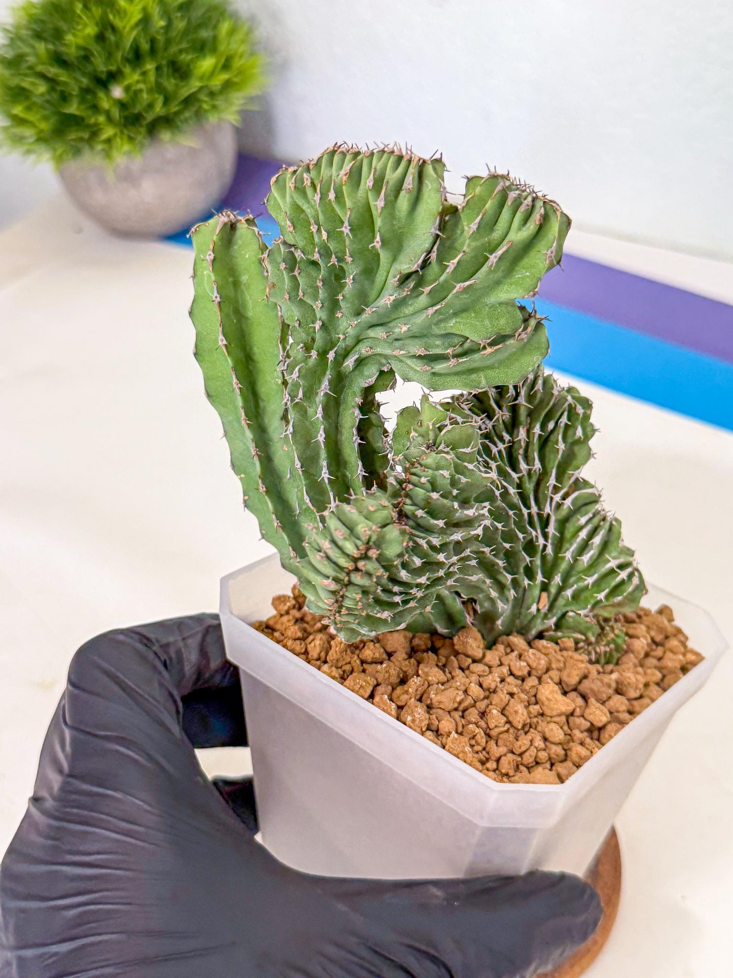 Euphorb Kibwezensis Crested (p) | Rare Plant
