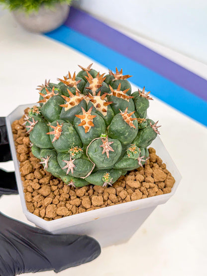 Coryphantha Tanshi (bb) | BEST to use Akadama clay to Grow