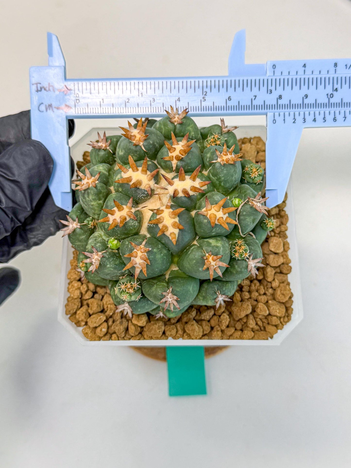 Coryphantha Tanshi (bb) | BEST to use Akadama clay to Grow