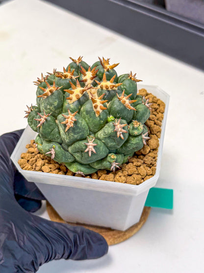 Coryphantha Tanshi (bb) | BEST to use Akadama clay to Grow