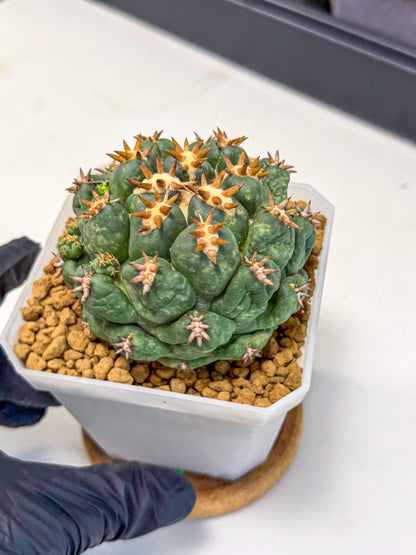Coryphantha Tanshi (bb) | BEST to use Akadama clay to Grow