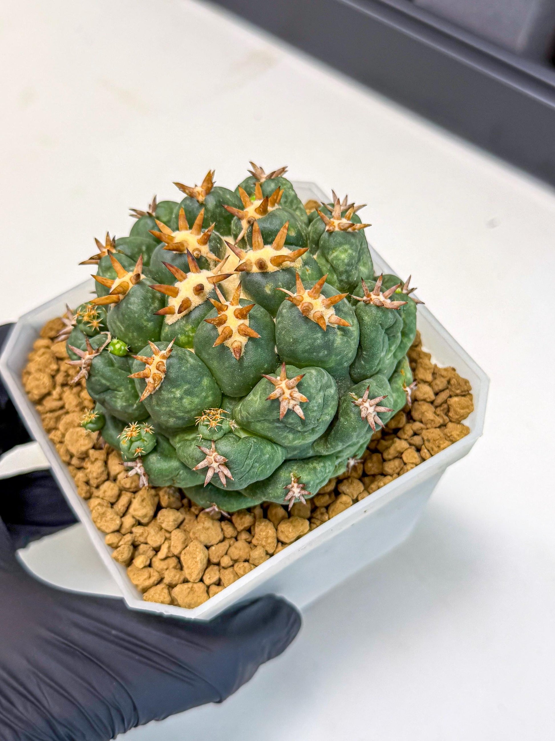 Coryphantha Tanshi (bb) | BEST to use Akadama clay to Grow