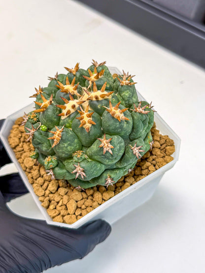 Coryphantha Tanshi (bb) | BEST to use Akadama clay to Grow