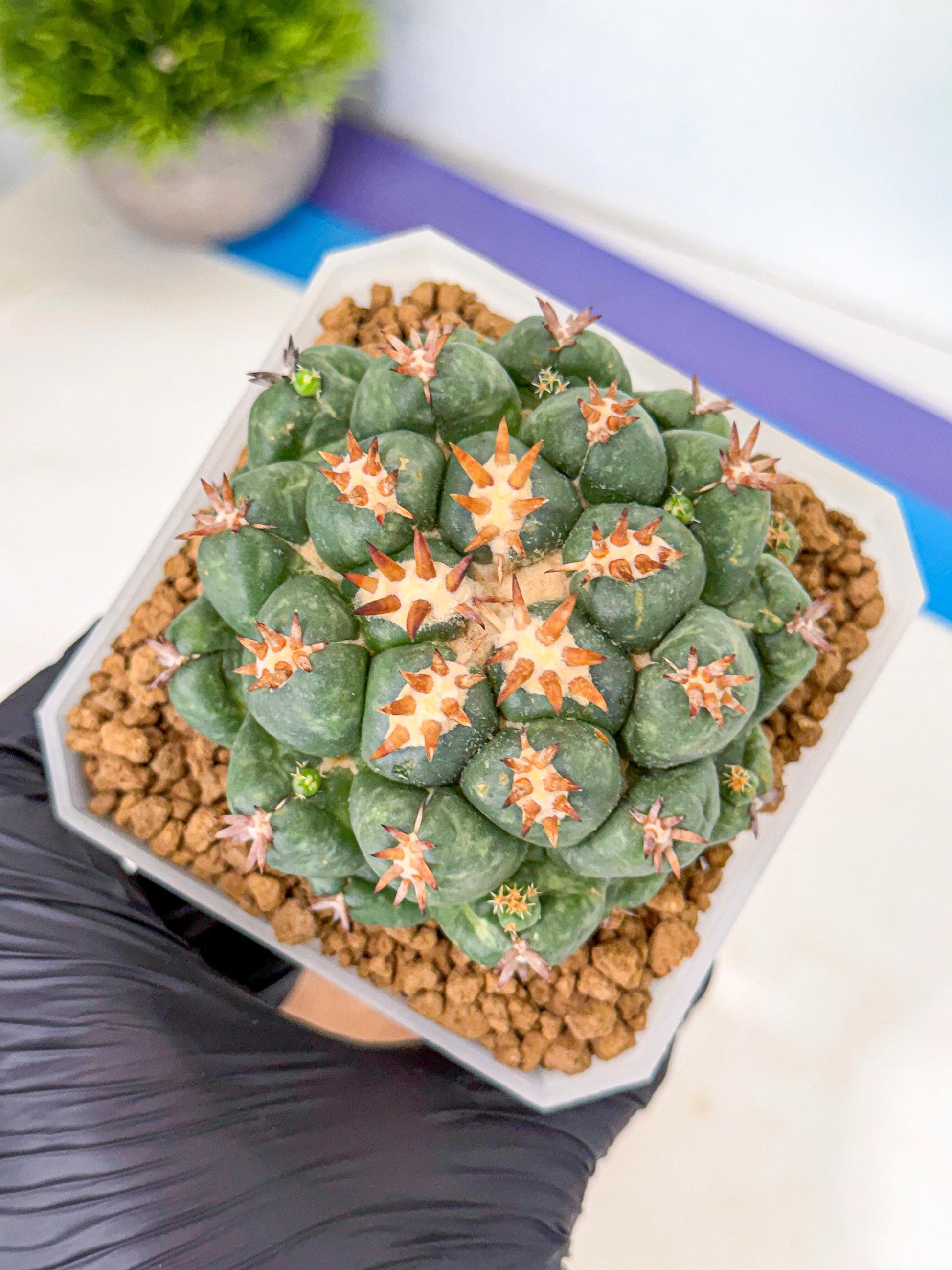 Coryphantha Tanshi (bb) | BEST to use Akadama clay to Grow