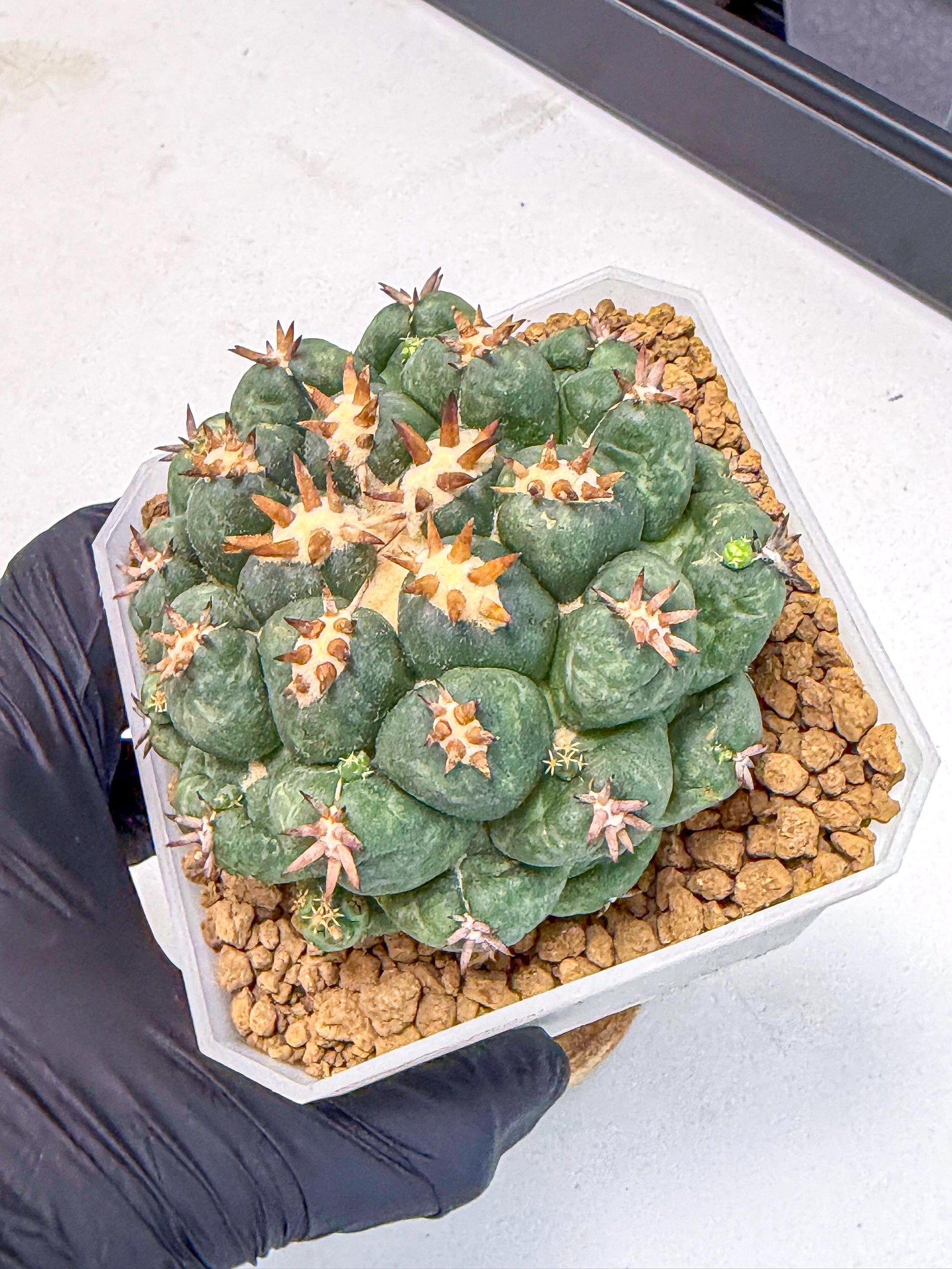 Coryphantha Tanshi (bb) | BEST to use Akadama clay to Grow