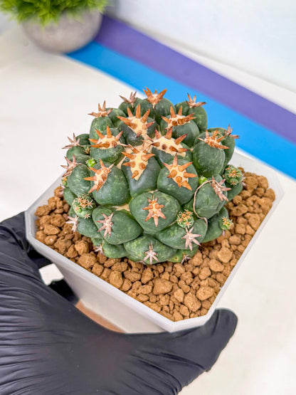 Coryphantha Tanshi (bb) | BEST to use Akadama clay to Grow