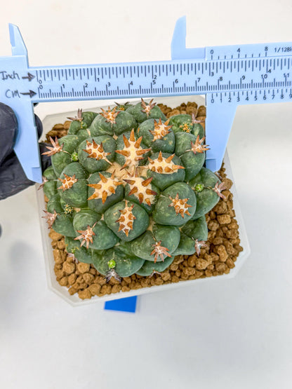 Coryphantha Tanshi (bb) | BEST to use Akadama clay to Grow