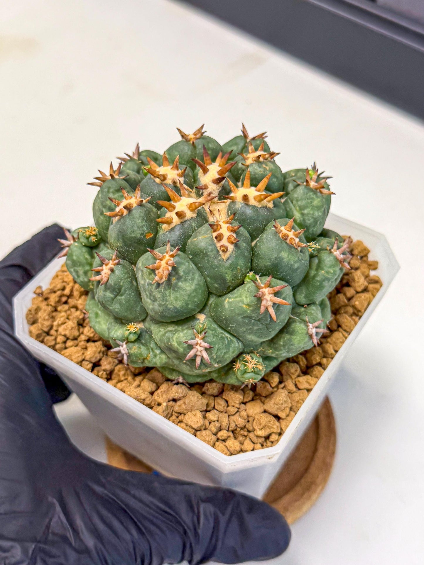 Coryphantha Tanshi (bb) | BEST to use Akadama clay to Grow
