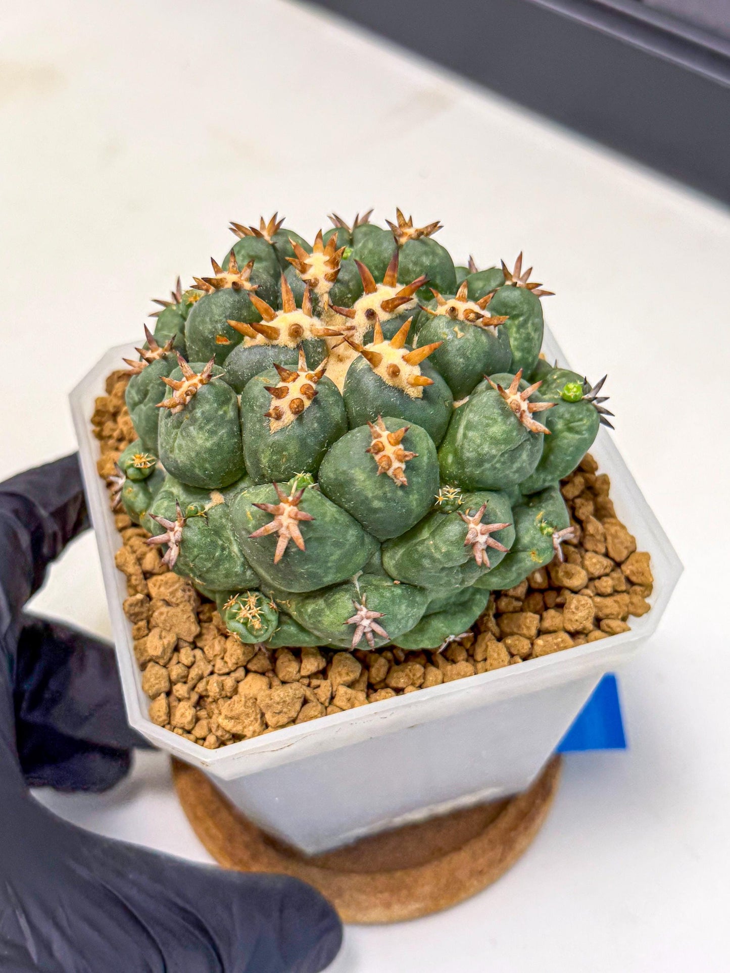 Coryphantha Tanshi (bb) | BEST to use Akadama clay to Grow