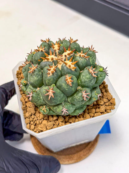 Coryphantha Tanshi (bb) | BEST to use Akadama clay to Grow