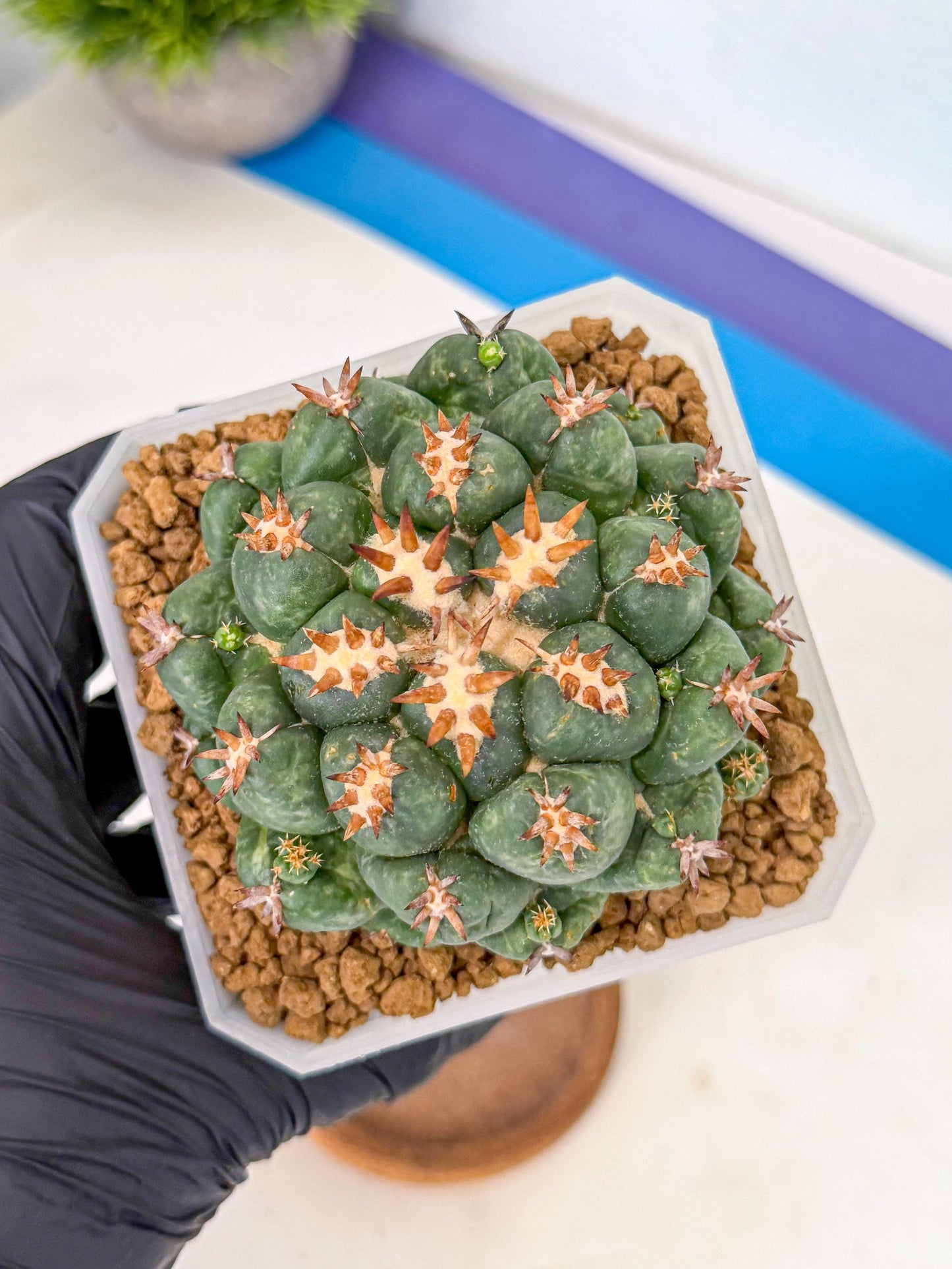 Coryphantha Tanshi (bb) | BEST to use Akadama clay to Grow