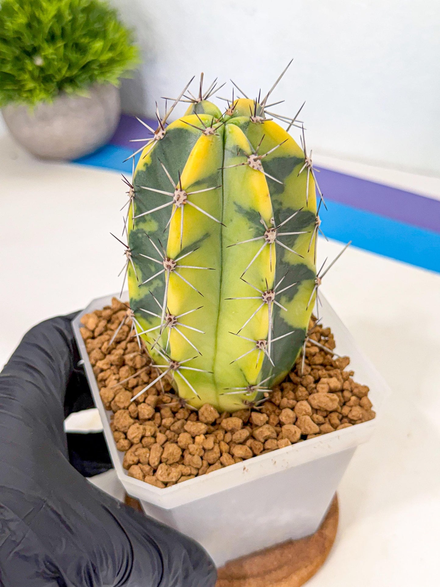 Stenosereus pruinosus Var (pp) | Rare Cactus