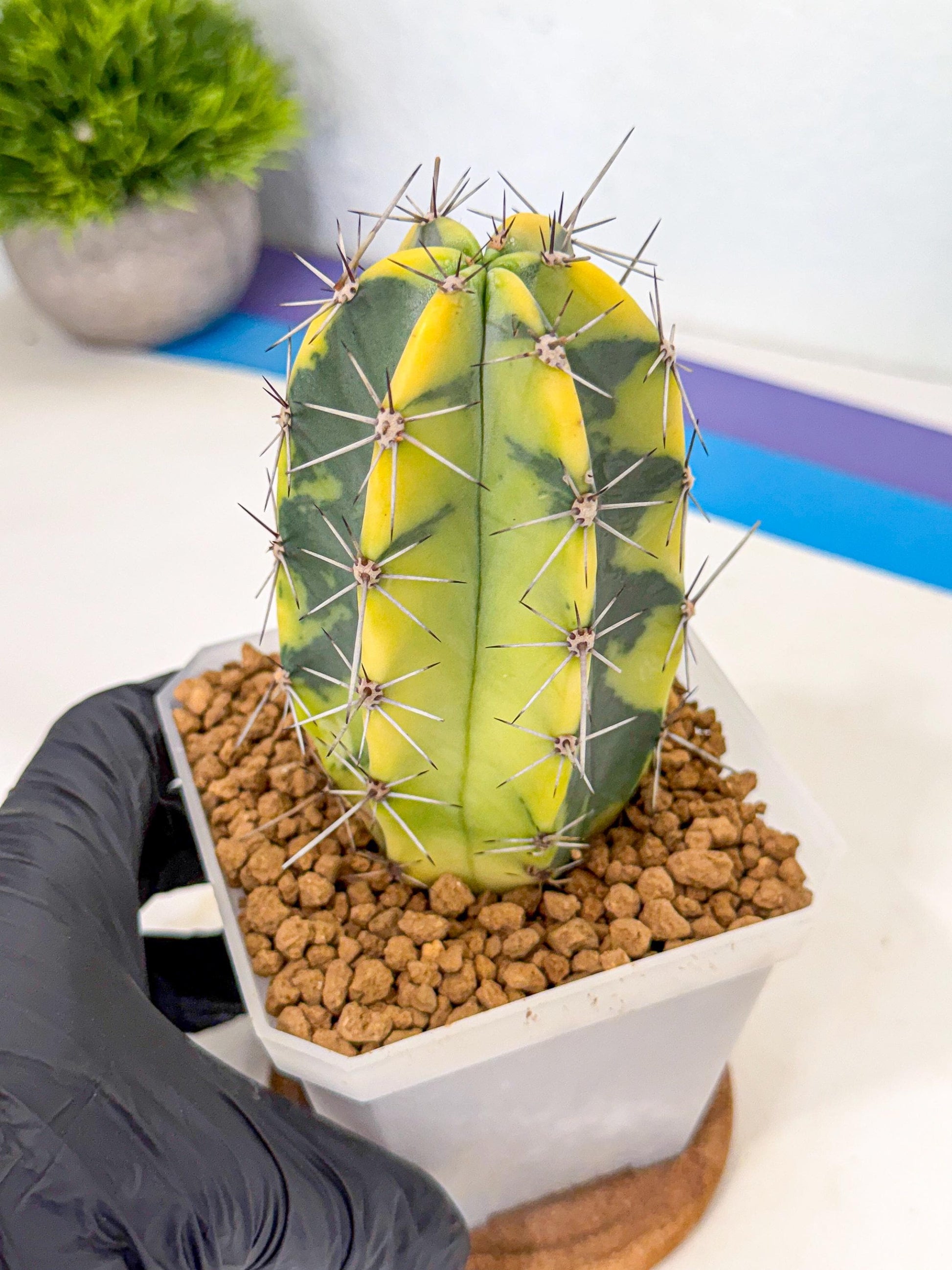Stenosereus pruinosus Var (pp) | Rare Cactus