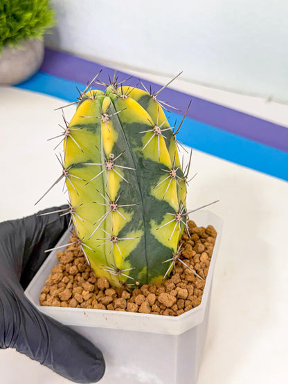 Stenosereus pruinosus Var (pp) | Rare Cactus