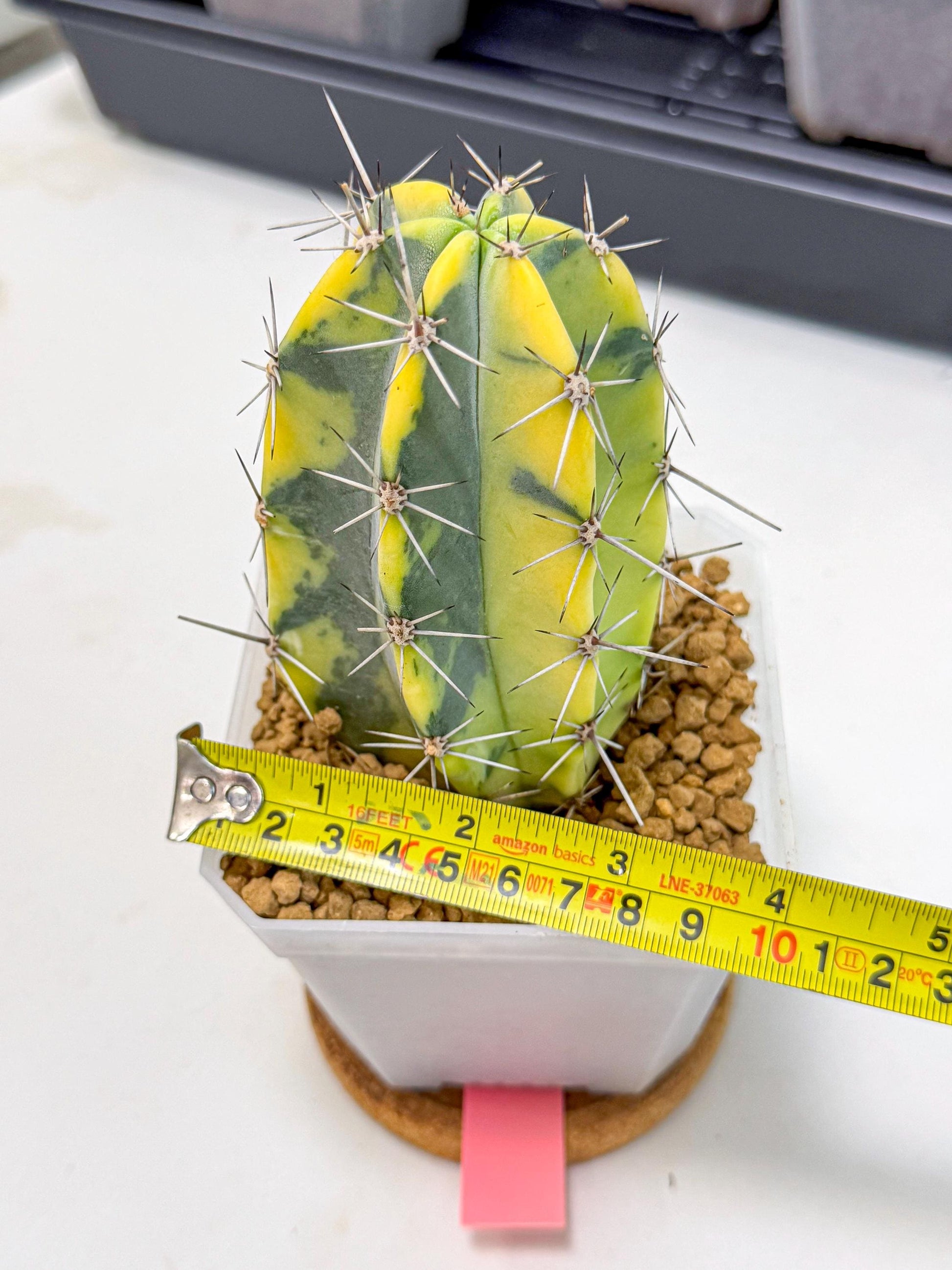 Stenosereus pruinosus Var (pp) | Rare Cactus