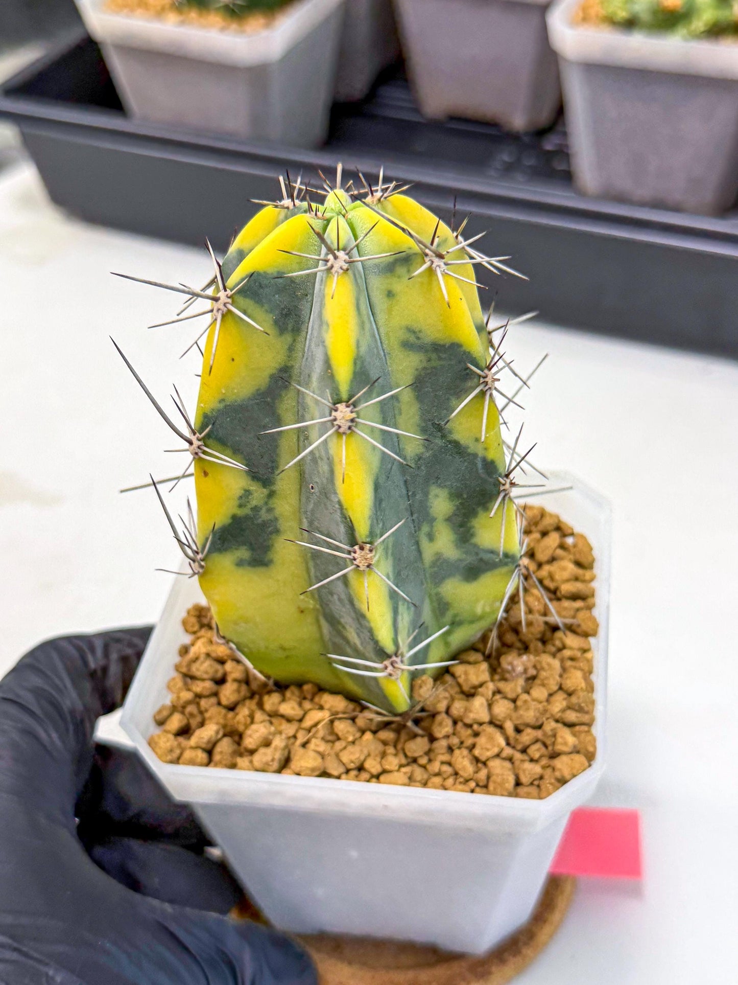 Stenosereus pruinosus Var (pp) | Rare Cactus