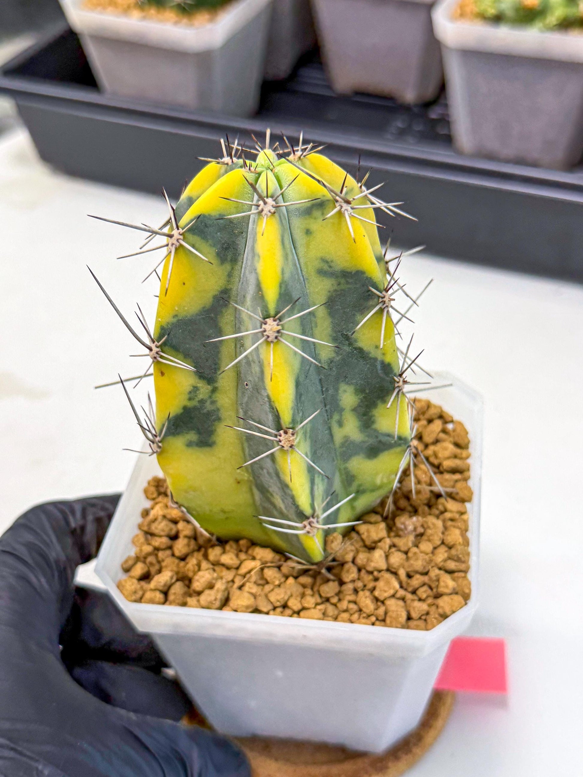 Stenosereus pruinosus Var (pp) | Rare Cactus