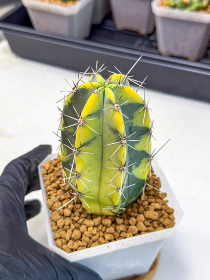 Stenosereus pruinosus Var (pp) | Rare Cactus