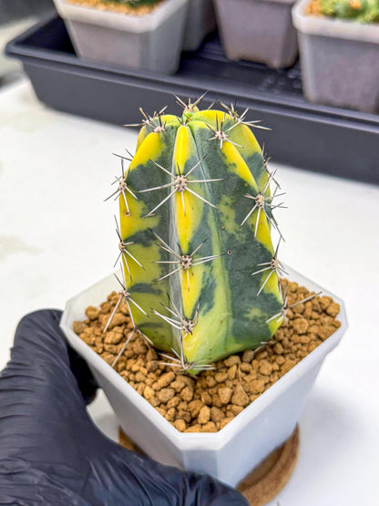 Stenosereus pruinosus Var (pp) | Rare Cactus
