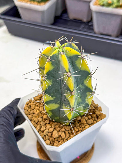 Stenosereus pruinosus Var (pp) | Rare Cactus