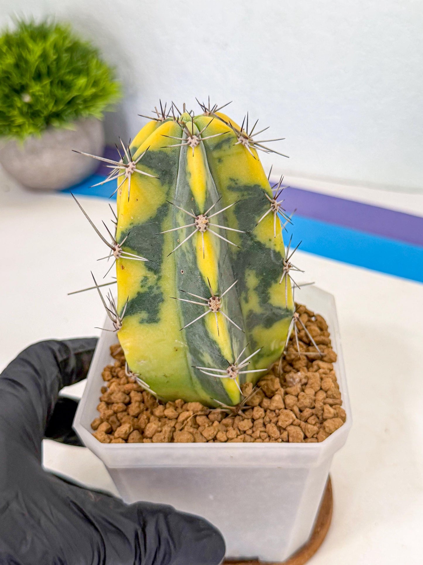 Stenosereus pruinosus Var (pp) | Rare Cactus