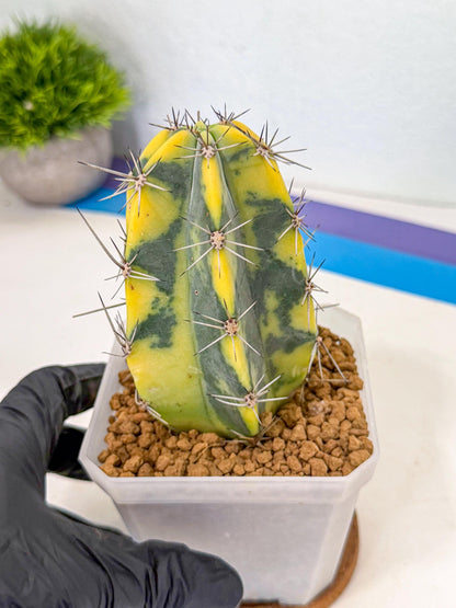 Stenosereus pruinosus Var (pp) | Rare Cactus