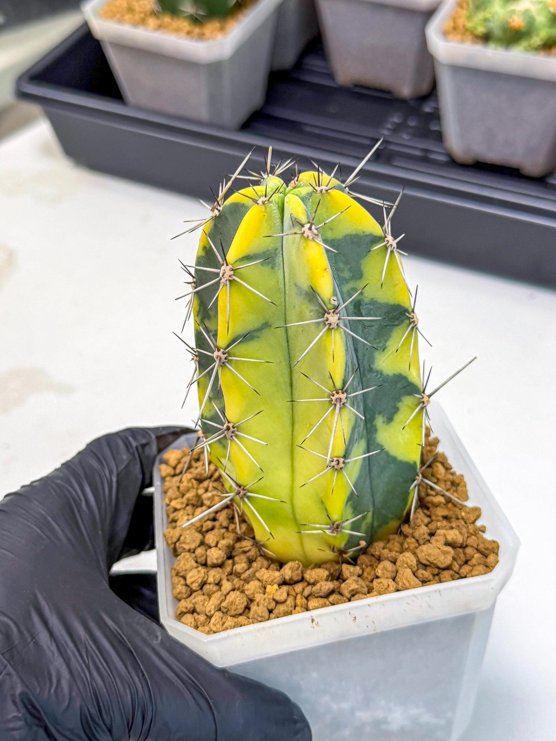 Stenosereus pruinosus Var (pp) | Rare Cactus
