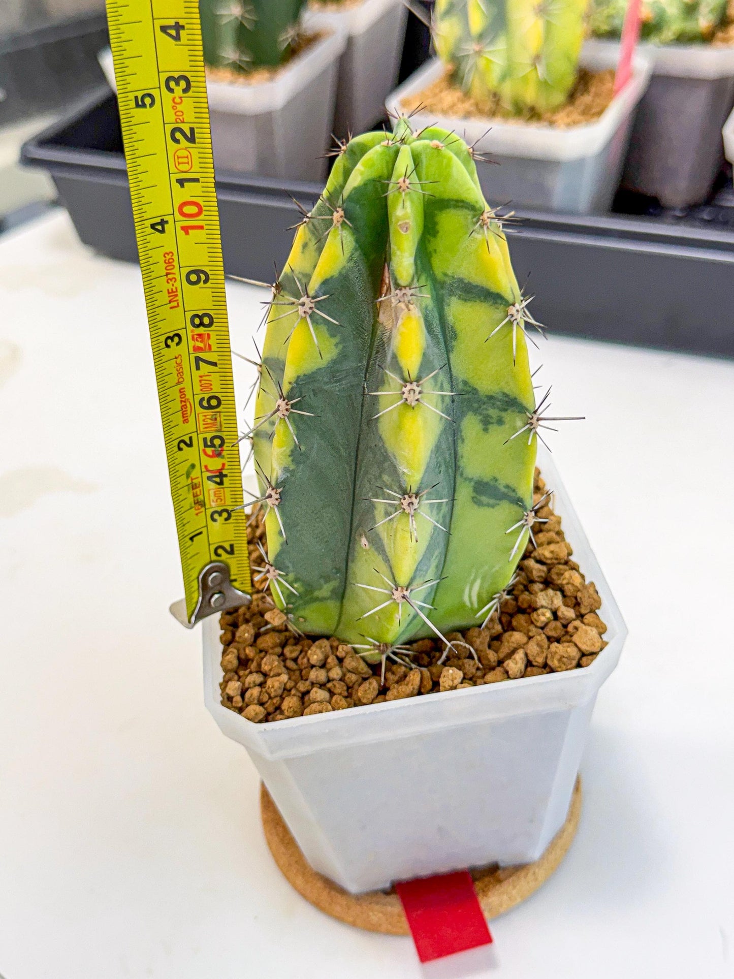 Stenosereus pruinosus Var (rr) | Rare Cactus