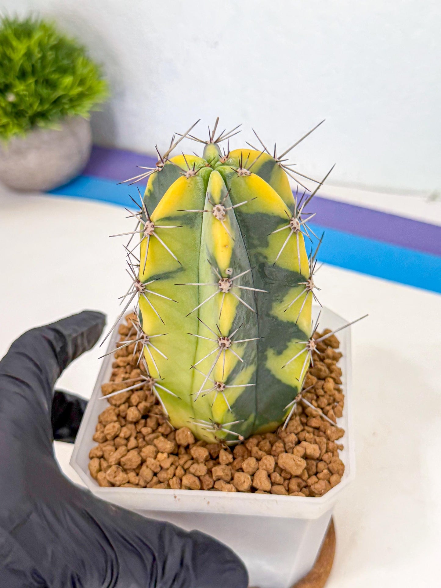 Stenosereus pruinosus Var (pp) | Rare Cactus