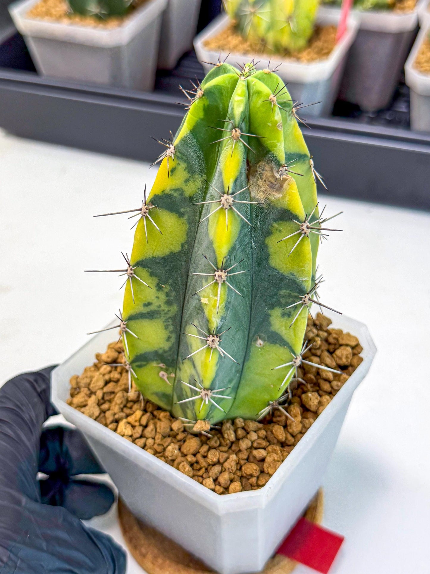 Stenosereus pruinosus Var (rr) | Rare Cactus