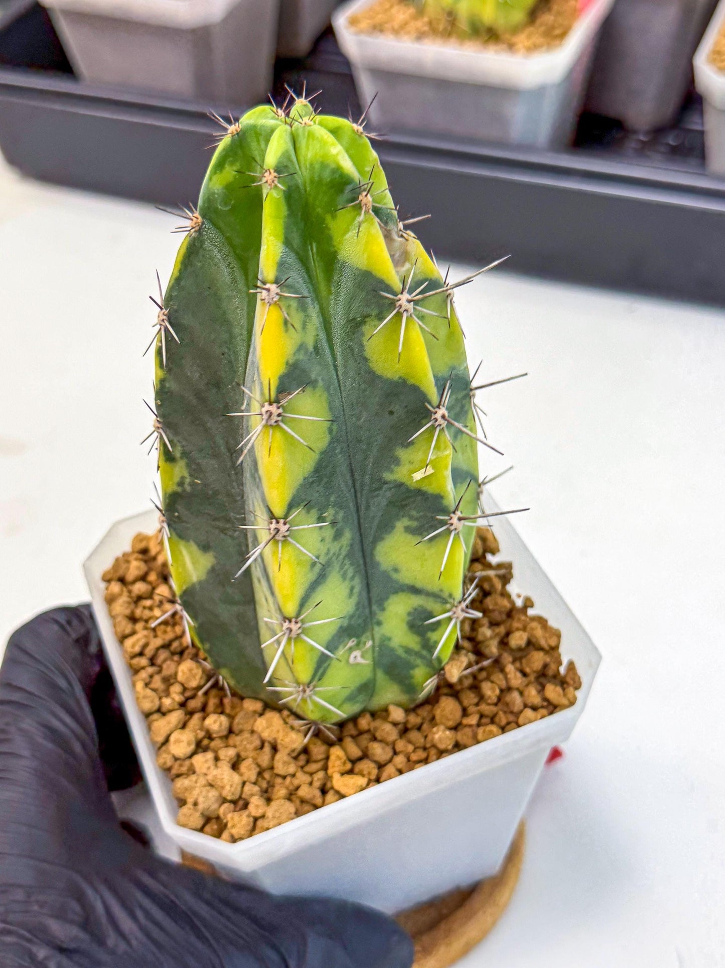 Stenosereus pruinosus Var (rr) | Rare Cactus