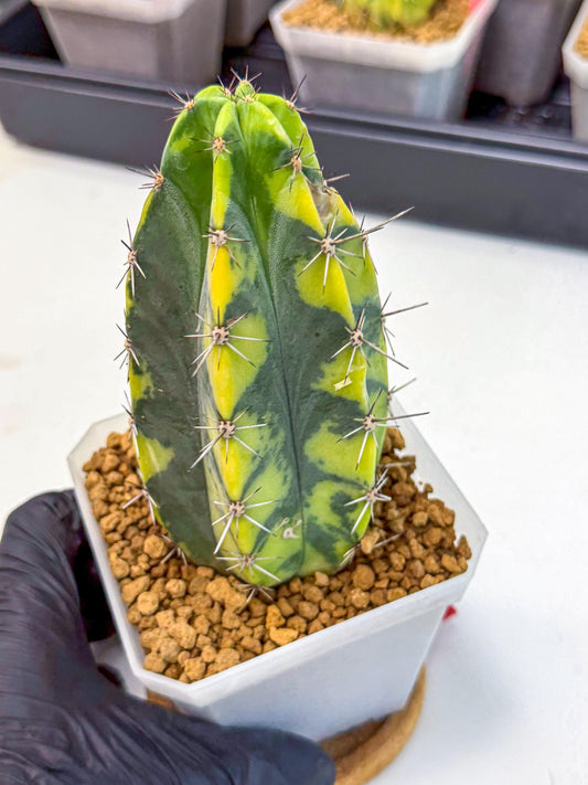 Stenosereus pruinosus Var (rr) | Rare Cactus