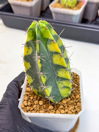 Stenosereus pruinosus Var (rr) | Rare Cactus