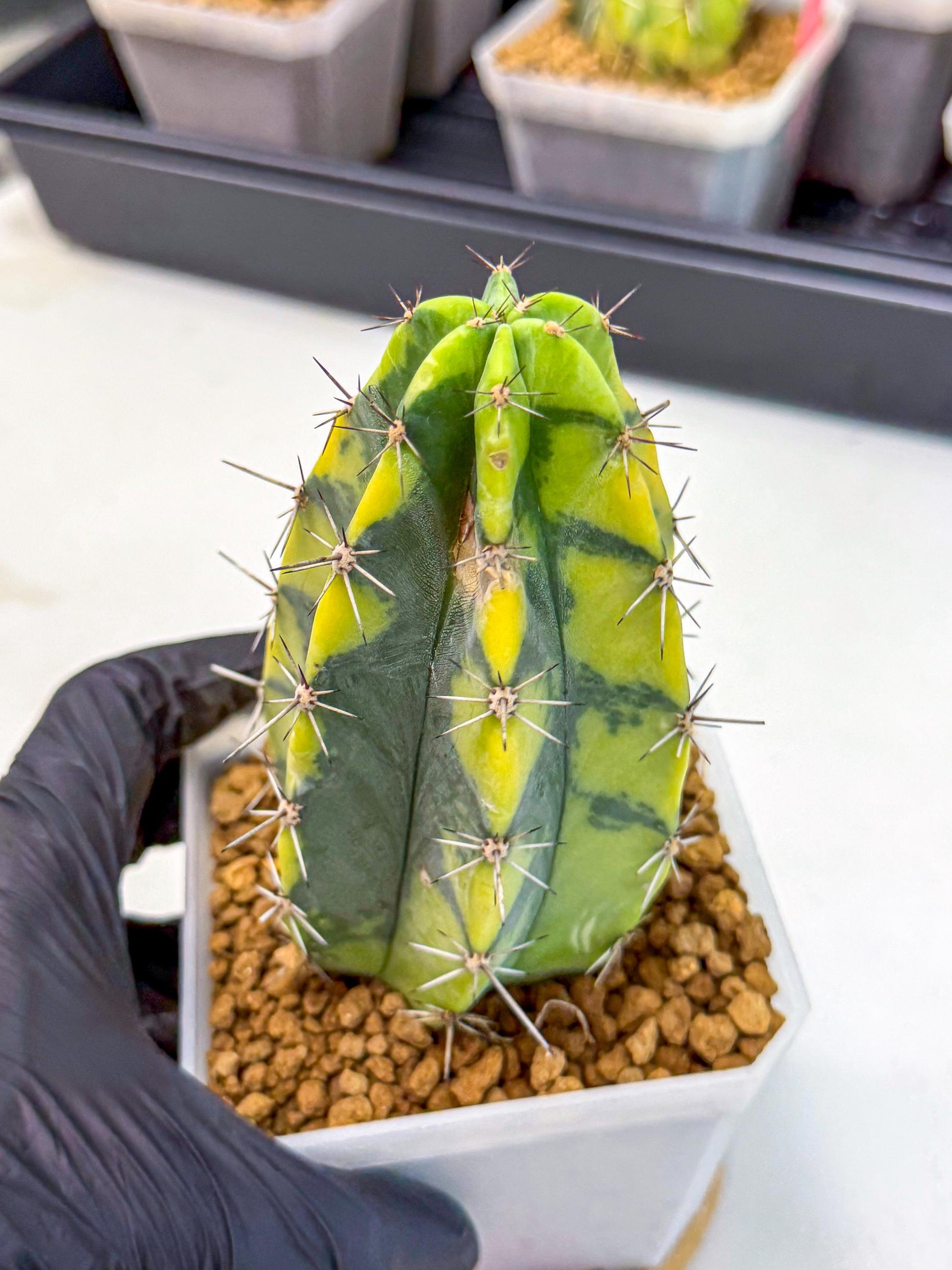 Stenosereus pruinosus Var (rr) | Rare Cactus