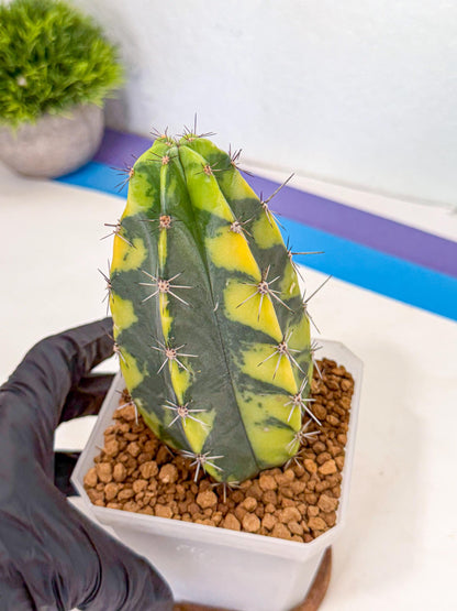 Stenosereus pruinosus Var (rr) | Rare Cactus