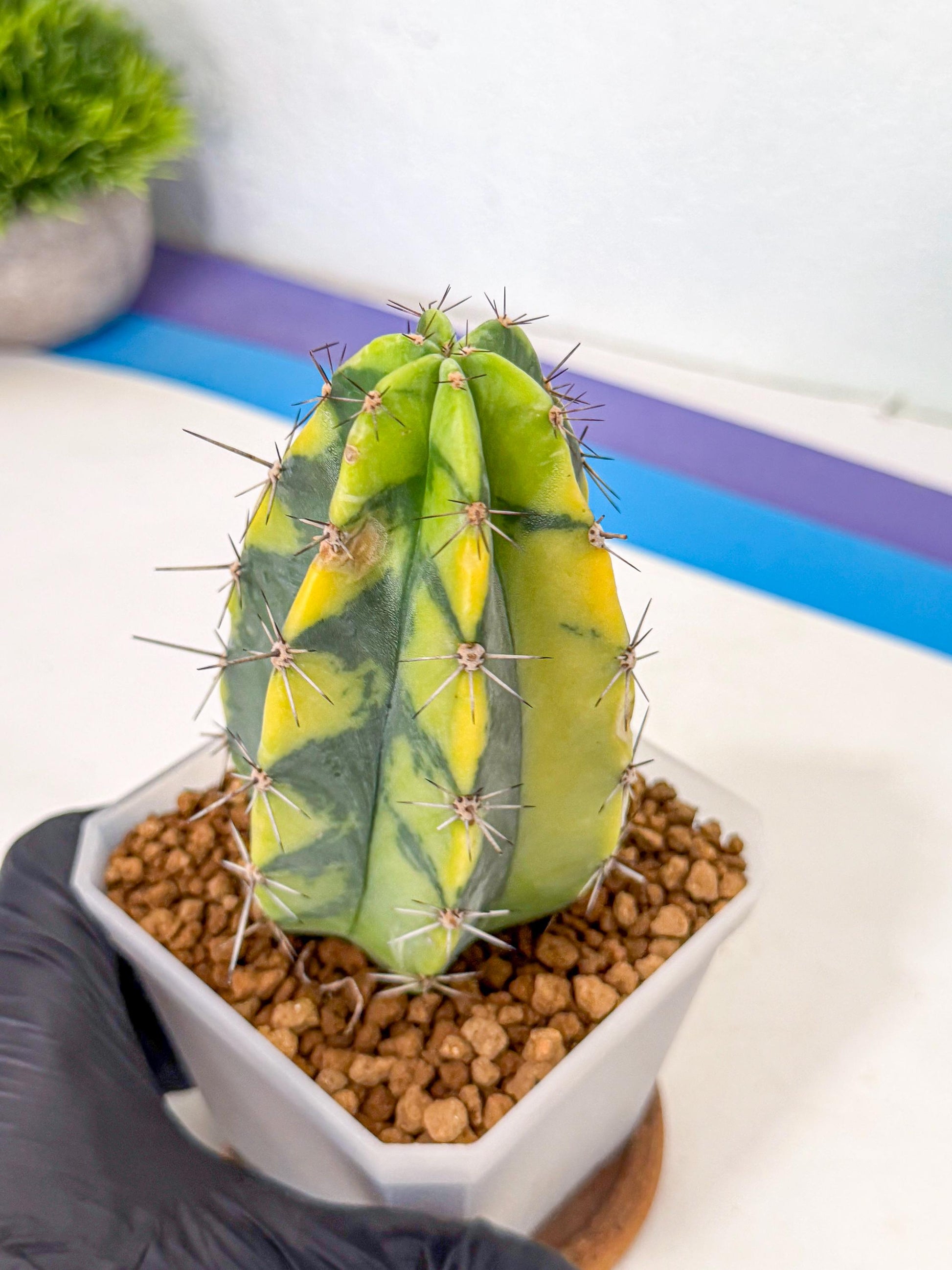 Stenosereus pruinosus Var (rr) | Rare Cactus