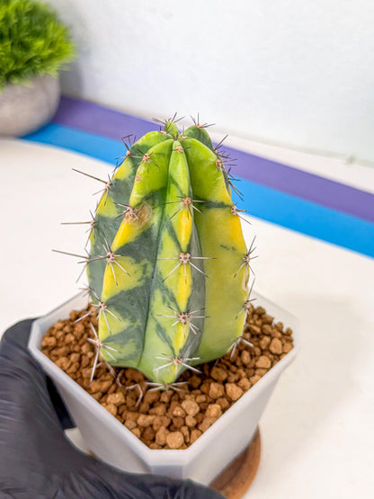 Stenosereus pruinosus Var (rr) | Rare Cactus