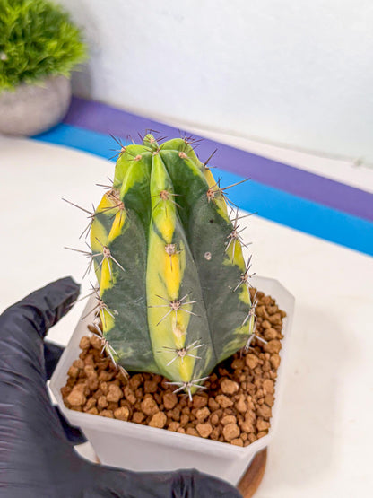 Stenosereus pruinosus Var (rr) | Rare Cactus