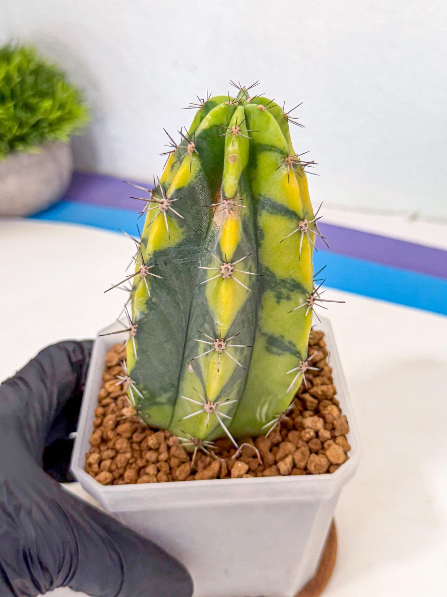 Stenosereus pruinosus Var (rr) | Rare Cactus